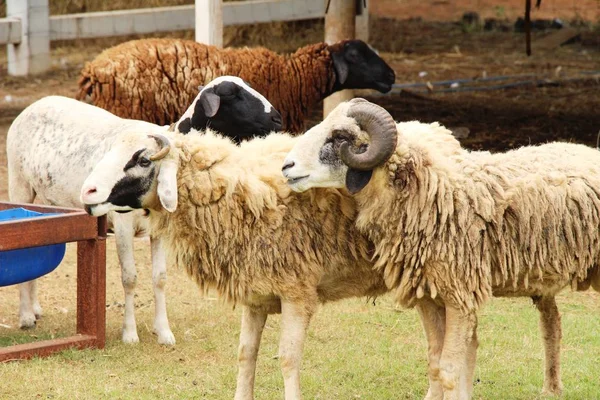 Πρόβατο Αγρόκτημα Φύση — Φωτογραφία Αρχείου