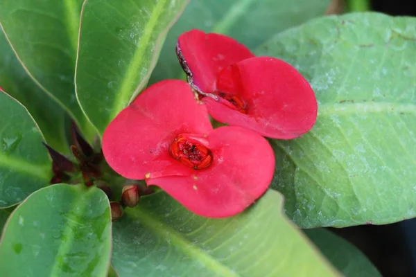 Azalea Blommor Vackra Trädgården — Stockfoto