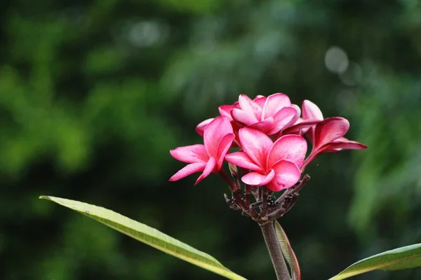 Plumeria Fleur Avec Belle Dans Nature — Photo