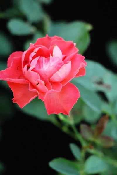 Smukke Roser Blomstrer Haven - Stock-foto