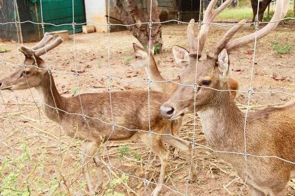 Deer Zoo Nature — Stock Photo, Image