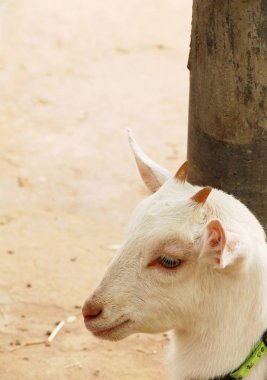 Keçi çiftliğinde doğa ile