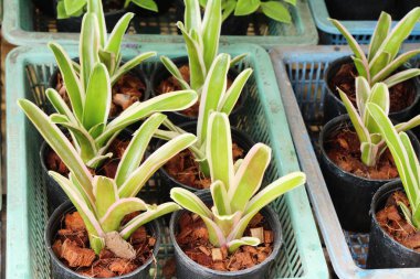 Bromeliad Çiçek bahçesinde bulunan doğa