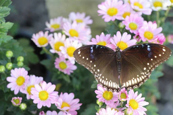 Chrysanthemums flower is beautiful with butterfly in garden