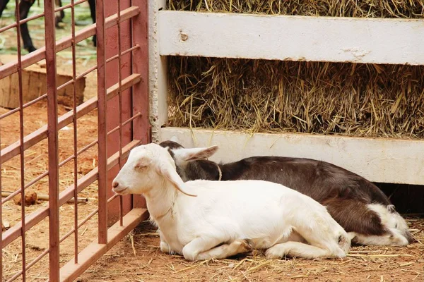 Cabras Granja Con Naturaleza — Foto de Stock