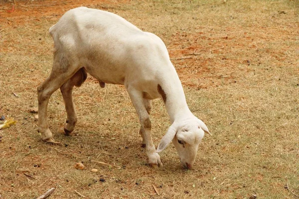 Goats Farm Nature — Stock Photo, Image