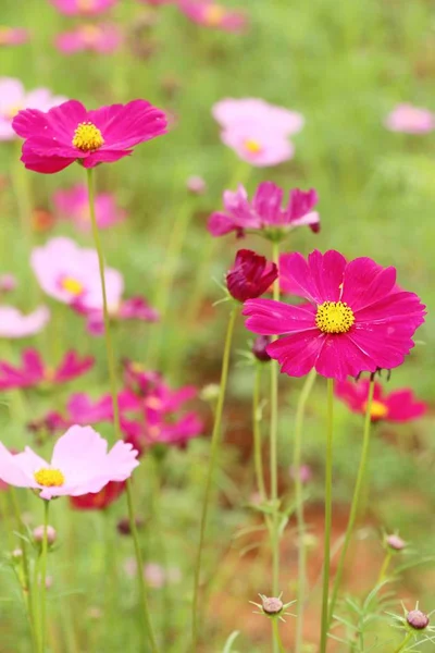 Belles Fleurs Colorées Cosmos Dans Jardin — Photo