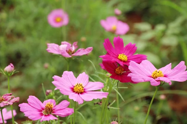 Bahçedeki Güzel Kozmos Renkli Çiçekler — Stok fotoğraf