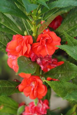 Portakal çiçeği bahçede güzelliktir