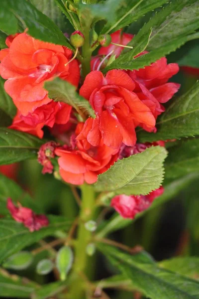 Orange Blomma Skönhet Trädgården — Stockfoto