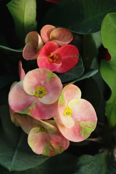 Euphorbia Milli Dornenkrone Der Natur — Stockfoto