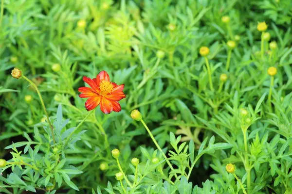 Bella Fioritura Fiori Colorati Giardino — Foto Stock