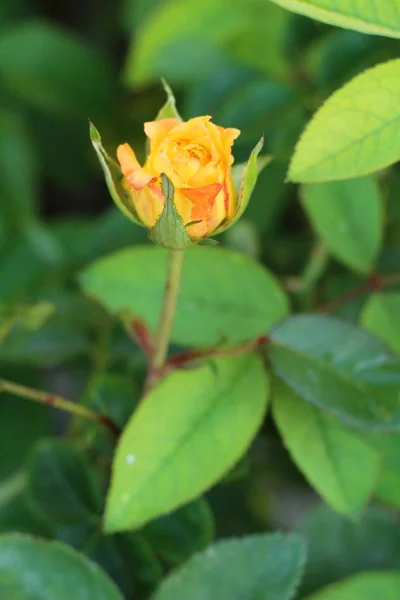 Belles Roses Fleurissent Dans Jardin — Photo