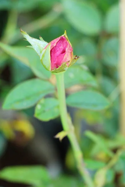 Lindas Rosas Estão Florescendo Jardim — Fotografia de Stock