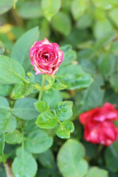 Vackra Rosor Blommar Trädgården — Stockfoto