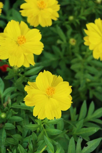 Bella Fioritura Fiori Colorati Giardino — Foto Stock