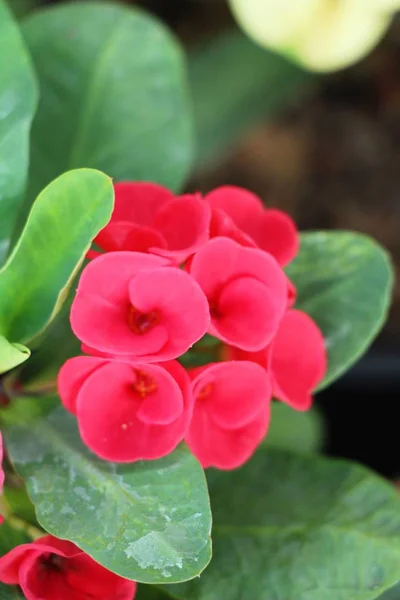 Euphorbia Milli Corona Espinas Naturaleza — Foto de Stock