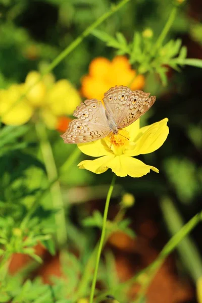 Beautiful colorful flowers with butterfly in garden