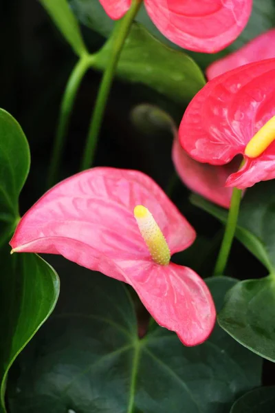 自然の中で美しいフラミンゴの花 — ストック写真