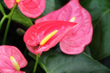 Flamingo çiçeği doğada güzeldir.