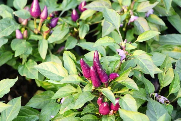 Fresh Chilli Tree Garden — Stock Photo, Image