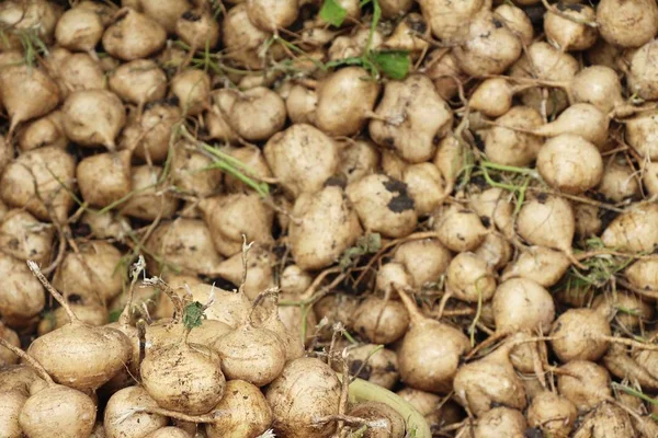 Kasava Nebo Yam Bean Trhu — Stock fotografie