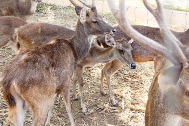 Doğa ile hayvanat bahçesinde geyik