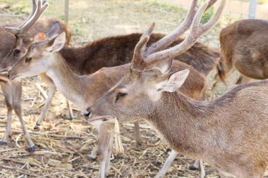 Doğa ile hayvanat bahçesinde geyik
