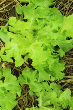 taze marul hydroponics bahçe içinde sağlık için