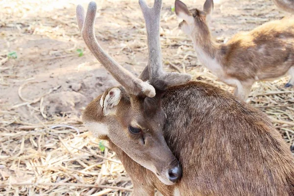 Deer Zoo Nature — Stock Photo, Image
