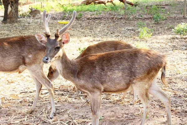 Deer Zoo Nature — Stock Photo, Image