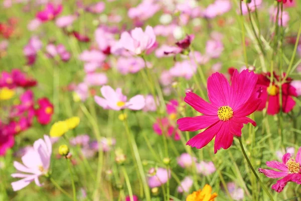 Beautiful Cosmos Colorful Flowers Garden — Stock Photo, Image