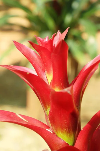 Bromeliade Fiore Giardino Con Natura — Foto Stock