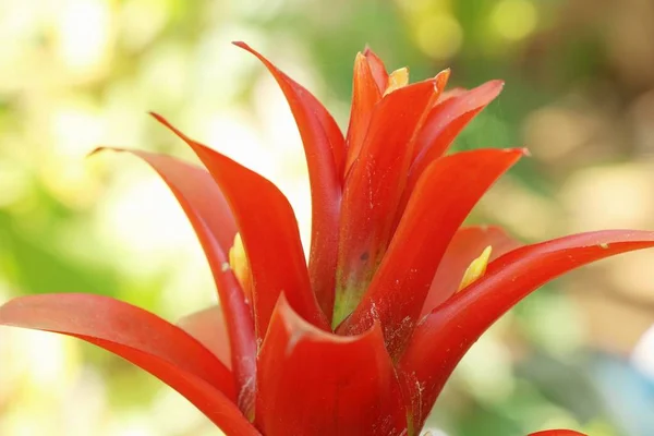 Bromeliade Fiore Giardino Con Natura — Foto Stock