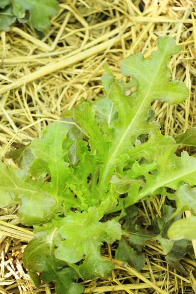 Hidropónica Lechuga Fresca Para Salud Jardín —  Fotos de Stock