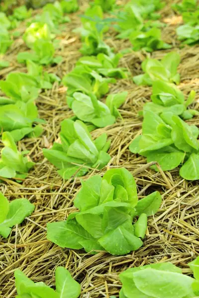 Fresh Lettuce Hydroponics Health Garden — Stock Photo, Image