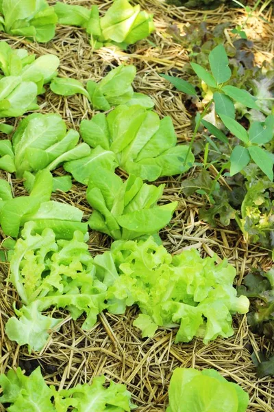 Hidropónica Lechuga Fresca Para Salud Jardín —  Fotos de Stock