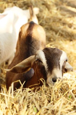 Keçi çiftliğinde doğa ile