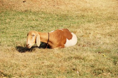 Keçi çiftliğinde doğa ile