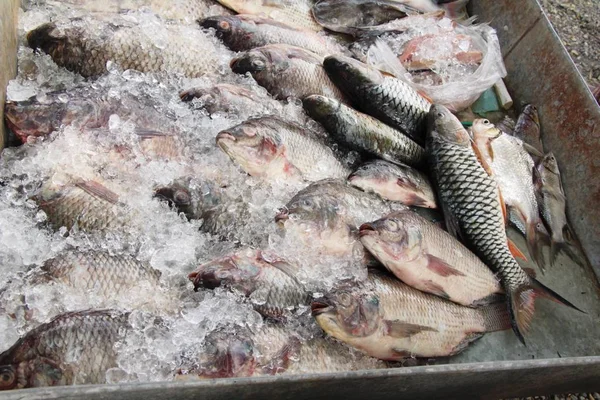 Färsk Fisk För Matlagning Gata Mat — Stockfoto