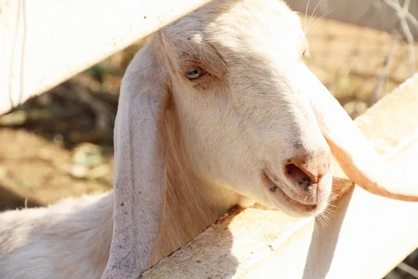 Cabras Granja Con Naturaleza — Foto de Stock