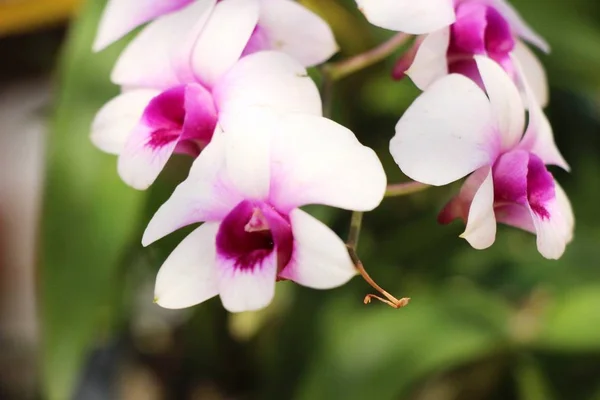 Orchidée Fleur Belle Dans Nature — Photo