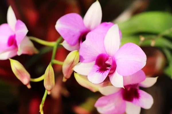 Květ Orchideje Krásné Přírodě — Stock fotografie