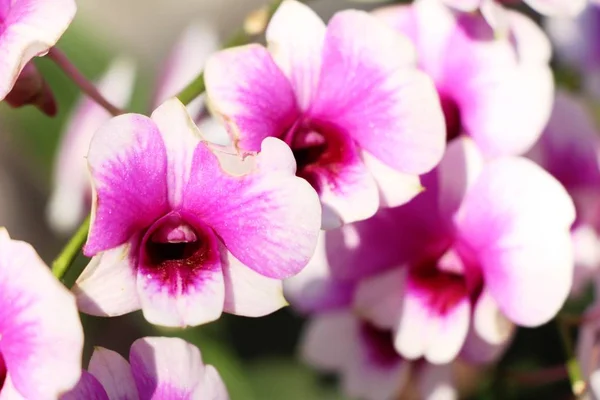 Orkide Çiçek Güzel Doğa — Stok fotoğraf