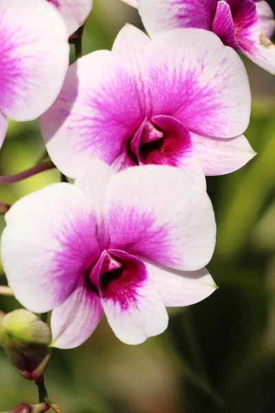 蘭の花で美しい自然の中で — ストック写真