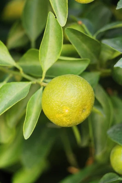 Pomarańczowy Owoc Drzewie Natrue — Zdjęcie stockowe
