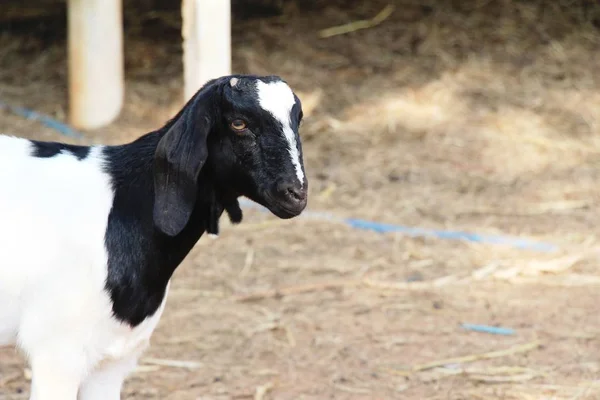 Chèvres Dans Ferme Avec Nature — Photo