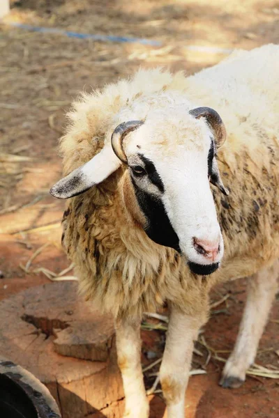 自然と農場の羊 — ストック写真