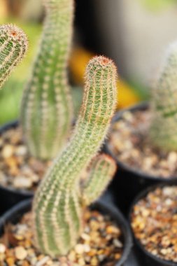 Güzel bahçe doğa ile kaktüs