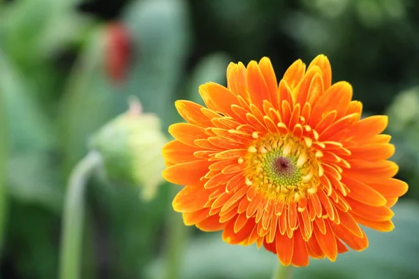 Gerbera Květiny Zahradě Přírodou — Stock fotografie